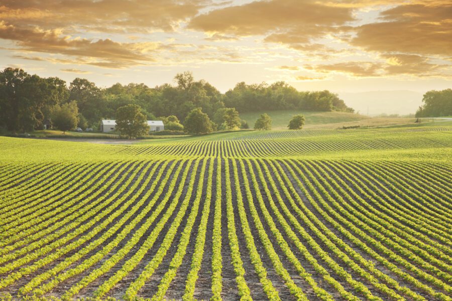 Soybean field at sundown