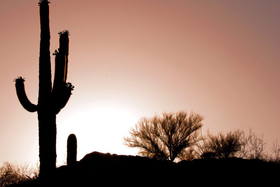 Cactus Silhouette
