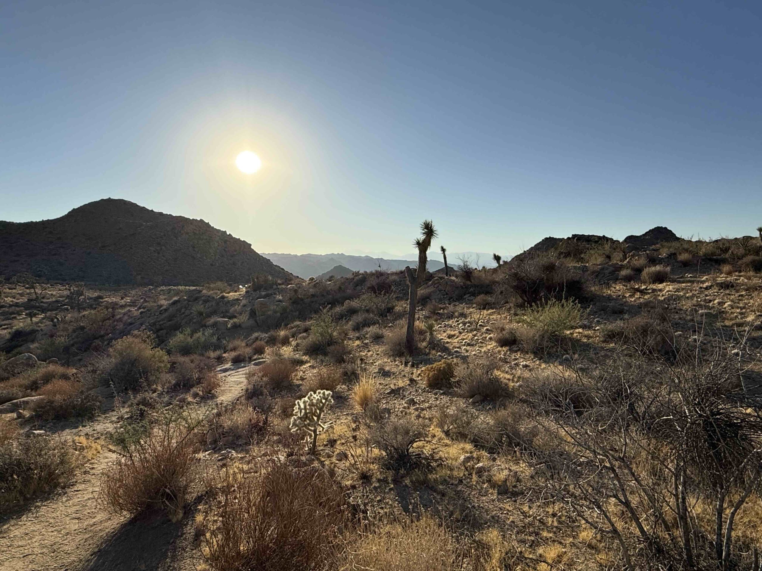 Clear sky in Joshua Tree